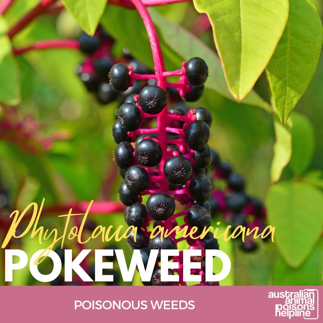 pokeweed